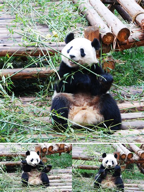 Sichuan Panda Sanctuaries China And Asia Cultural Travel