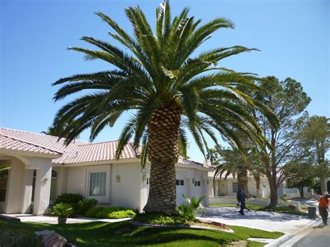 Palm Tree Trimming Affordable Tree Service Las Vegas Nv
