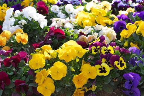 Tips And Information About Pansies Gardening Know How