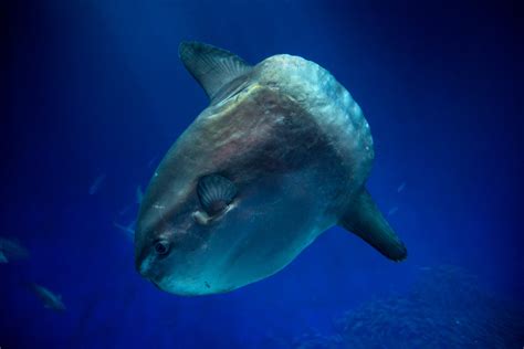 Meet The Ocean Sunfish Mola Mola Monterey Bay Aquarium