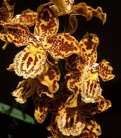 Oncidium Trigrinum X Odontoglossum Hambühren Gold Orquideas Flores