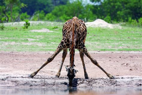 Královny Africké Savany Žirafí Bojovníci S Něžným Pohledem 1001