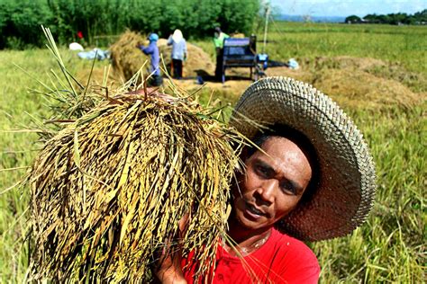 Farmers Reap Record Palay Yield In Q Official Portal Of The Department Of Agriculture