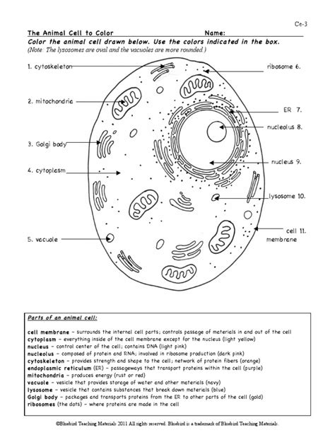 We did not find results for: Color the Animal Cell | Endoplasmic Reticulum | Cell Nucleus