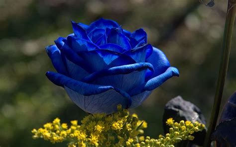 Blue Rose Flower Blue Roses Beautiful Roses Beautiful Flowers