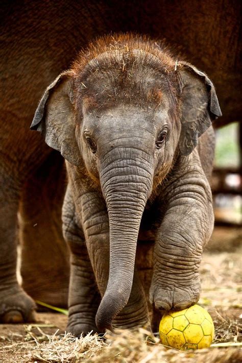 17 Adorable Heart Melting Baby Elephants