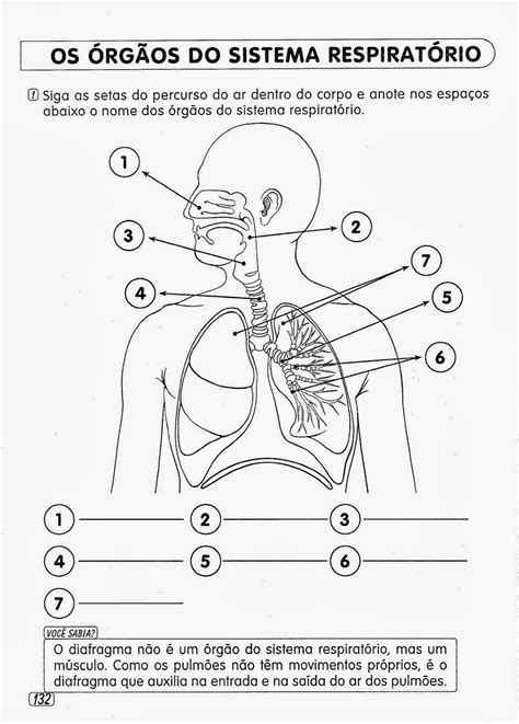 44 Atividades Sobre Sistema Respiratório Para Imprimir Online Cursos