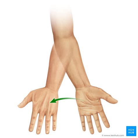 Pronator Teres Origin Insertion Innervation Action Kenhub