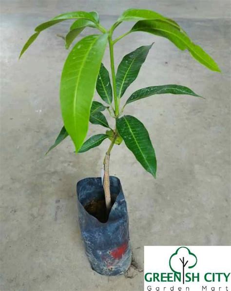 get quote call now get directions. Live Plant Mango Pokok Harum Manis Mangga 芒果树 ...