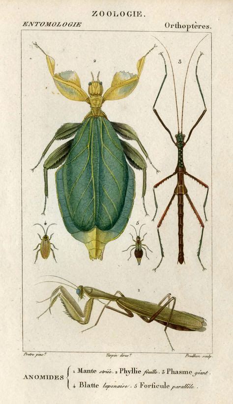 1816 Insects Original Antique Framed Print Engraving Ready To Hang