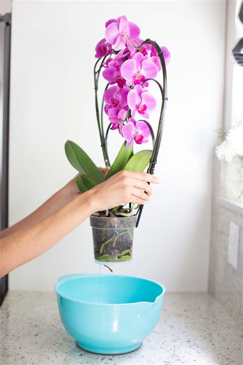 Your Orchid Questions
