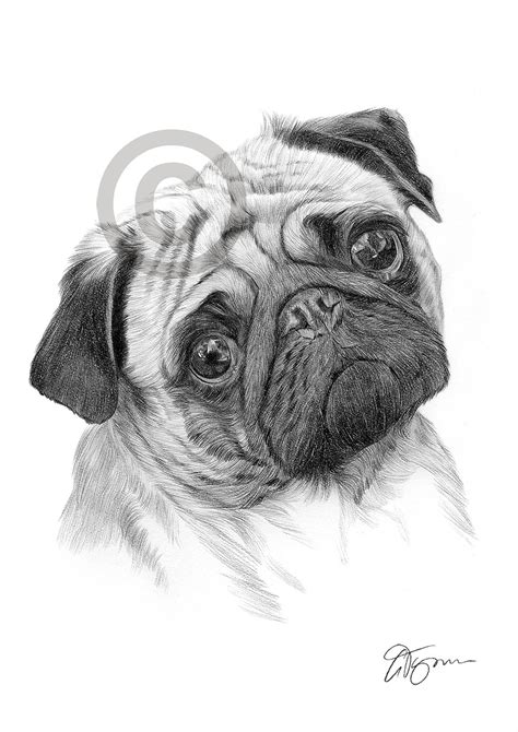 Pencil Drawing Of A Pug By Uk Artist Gary Tymon