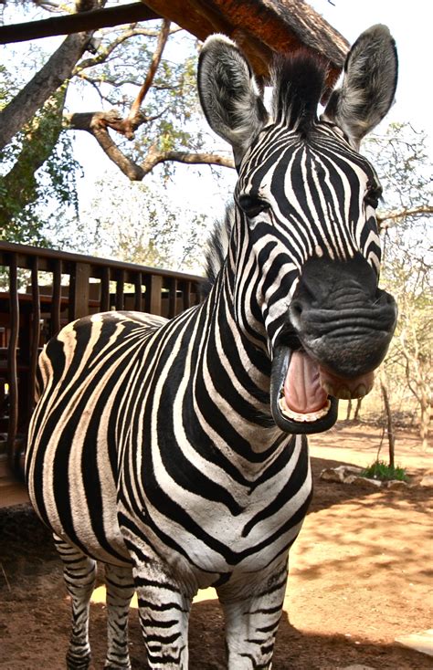 Why Do Zebras Have Stripes Needles Lodge