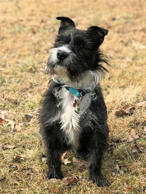 Gadget Our 5050 Havanese Boston Terrier Mix Boston Terrier Puppy