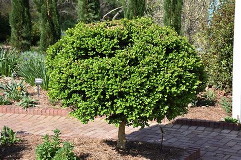 Common Boxwood Tree Form Buxus Sempervirens Tree Form In