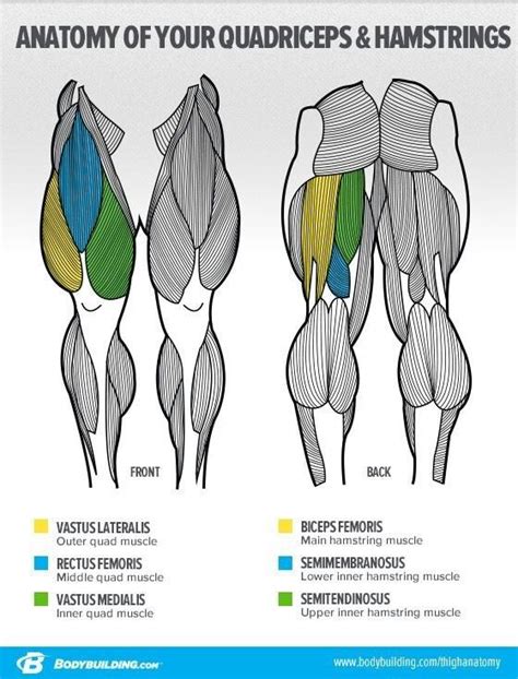Quadriceps And Hamstrings Leg Anatomy Anatomy Poses Muscle Anatomy