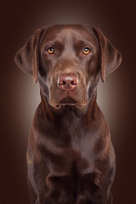 Quiz How Well Do You Know About Labradors