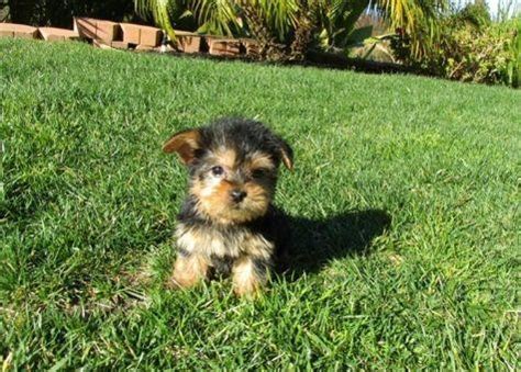 Michigan dog rescue group directory. Cute and adorable Yorkie puppy for adoption for Sale in ...