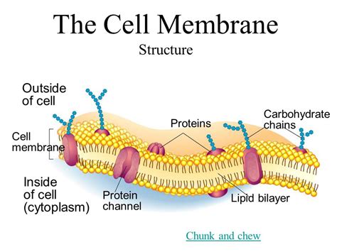 Cell Membrane Structure And Function Youtube Riset