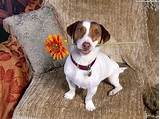 Maybe you would like to learn more about one of these? The dog in world: Dogs and flower