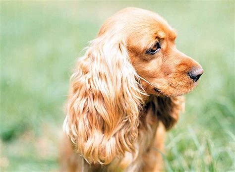 Maybe you would like to learn more about one of these? 74 Most Popular Cocker Spaniel Dog Names