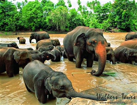 Walkers Tours Blog Elephant Sanctuaries We Highly Recommend You Visit