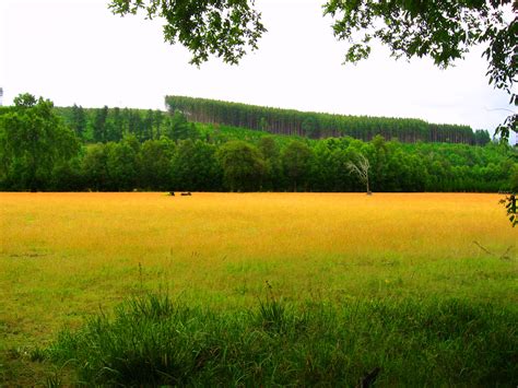 Free Images Tree Nature Plant Lawn Meadow Prairie Morning Hill