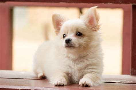 Shih Tzu Chihuahua Mix All You Need To Know About Shichis