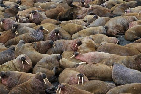 16 Wondrous Walrus Facts Fact Animal