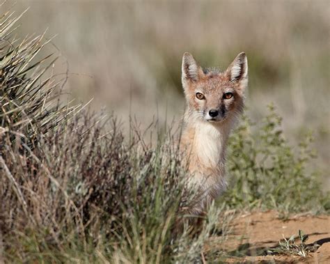 Jhp Blog May 30 2012 Swift Fox In The Pawnee National Grassland