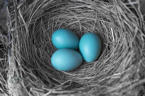 Why Do Some Birds Lay Blue Eggs Discover Magazine