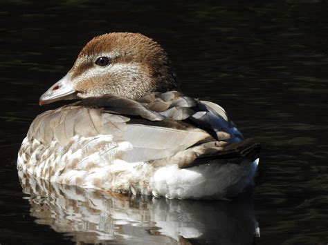 Juvenile Wood Duck Noreen U Flickr