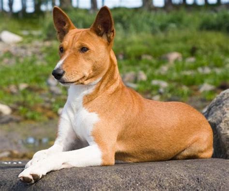 Корм для собак happy dog. Basenji: photo du chien, prix, description de la race ...