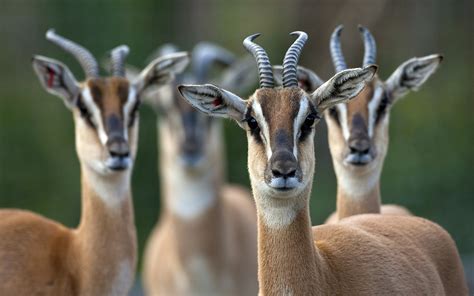 Download Soemmerrings Gazelle Animal Antelope Hd Wallpaper