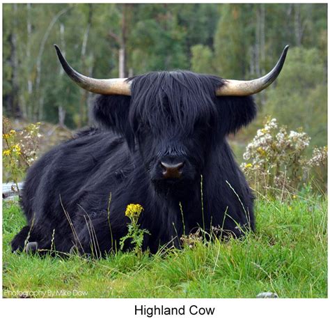 Black Highland Cow Highland Cattle Black Cow Scottish Highland