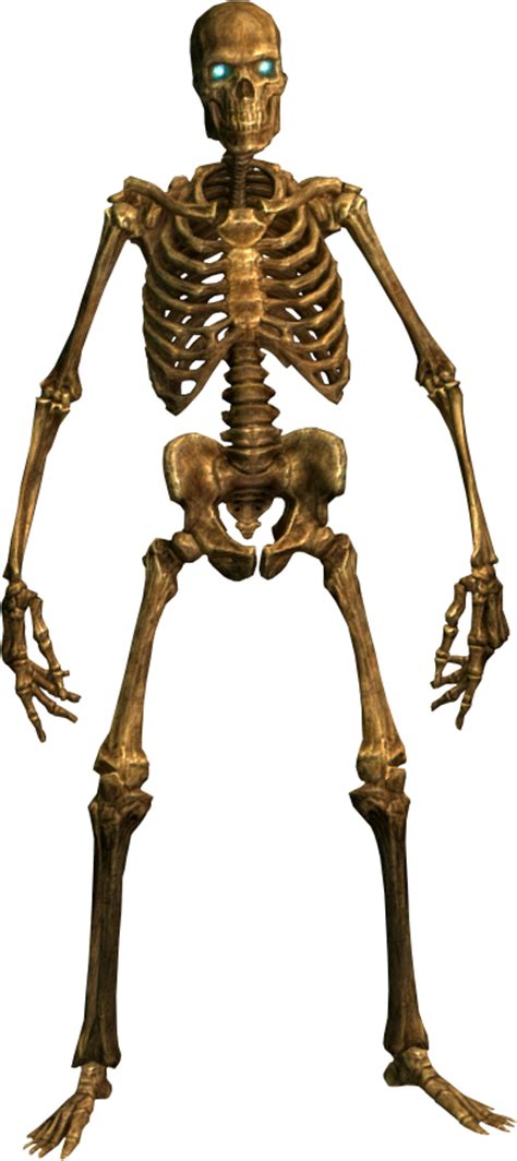 Skeleton Png Image Transparent Image Download Size 393x883px
