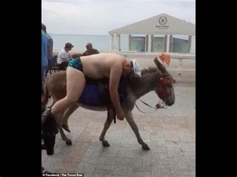 Drunk Guy Passed Out On Donkey P01 Addiction Recovery In