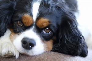 Cavalier King Charles Spaniel Grooming A Guide With Haircut Pictures