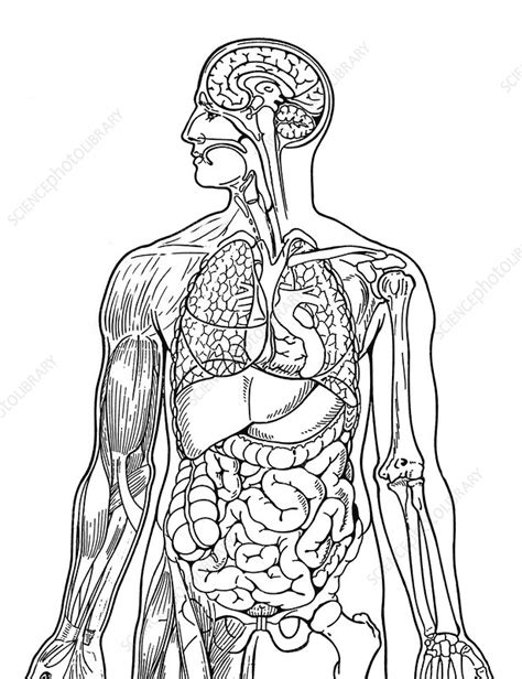 Human Body Systems Illustration Stock Image C0483111 Science