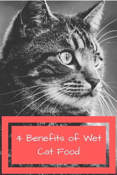 If you know what symptoms to watch out for, you can help keep your. 4 Benefits of Wet Cat Food To Keep Your Cat Healthy | Cat ...