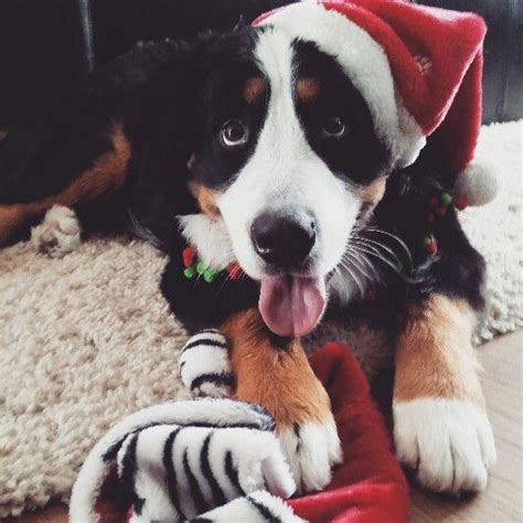 First Christmas For The Bernese Mountain Dog Puppy Bernese Mountain Dog