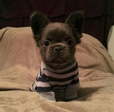 Due to the flat muzzle, the french anonymous asked: French bulldogs blue #french #bulldogs | französische ...