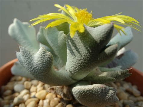 Its plant name is euphorbia tirucalli. Schwantesia borcherdsii | World of Succulents