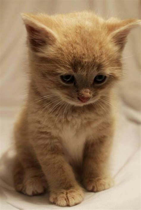 Fuzzy Little Baby Kitty Random Kittens Cutest Scottish Fold