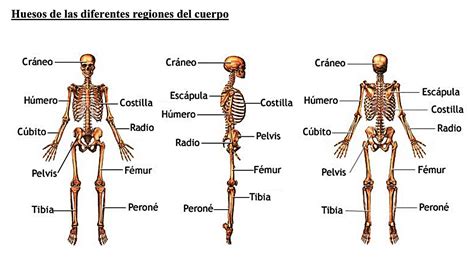¿cuántos Huesos Tiene El Cuerpo Humano