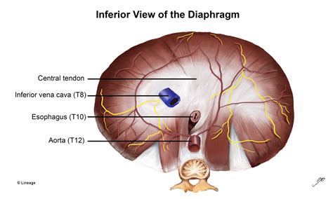 Diaphragm Respiratory Medbullets Step 1