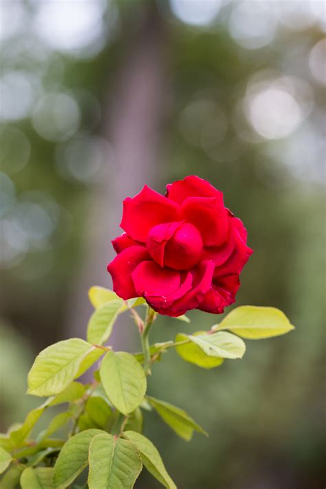 Schöne Rosenbilder Warten Auf Dich Mjpicsde