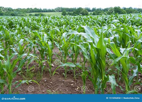 Field Of Cultivated Corn Grown Corn Stalks Agricultural Stock Photo