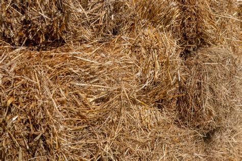 Fresh Straw Hay Bales Food For Cattle Stock Photo Image Of