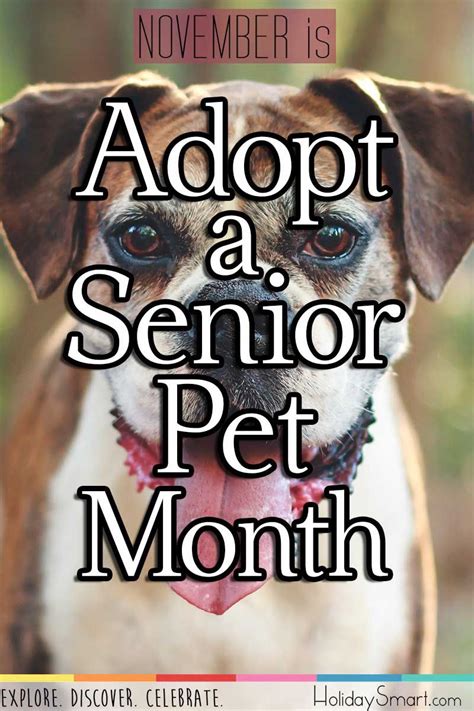 November Is Adopt A Senior Pet Month Adoption Pets Months